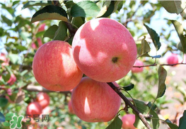 面蘋果和脆蘋果有什么區別？面蘋果和脆蘋果哪個營養大？