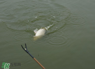 立春能釣魚嗎？立春好釣魚嗎？