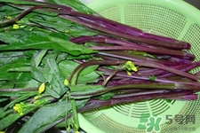 紅菜苔是苦的嗎？紅菜苔為什么有苦味？