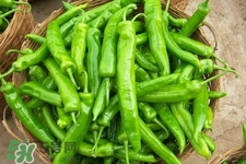 尖椒可以天天吃嗎？尖椒吃多了好嗎？