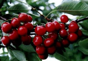 車?yán)遄邮裁搭伾茫寇嚴(yán)遄宇伾缴钤胶脝幔?><p><strong>車?yán)遄邮裁搭伾茫寇嚴(yán)遄宇伾缴钤胶脝幔?/strong></p></a></li> <li><a href=