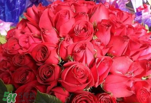 情人節送什么顏色的玫瑰花好？情人節送幾朵玫瑰花好？