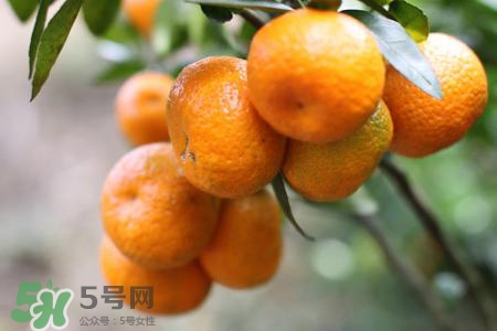 沙糖桔一天吃幾個最好？沙糖桔每天吃多少合適？