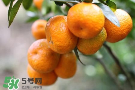 如何挑選蜜桔？蜜桔怎么挑選？