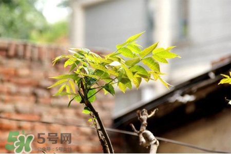 春天為什么要養肝？為什么春季要養肝？