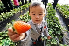 摘草莓要帶什么？摘草莓要準(zhǔn)備哪些東西？