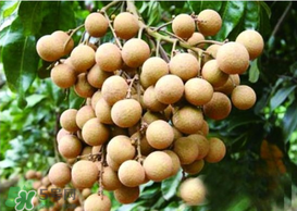 桂圓皮長(zhǎng)霉了能吃嗎？桂圓皮發(fā)霉了里面可以吃嗎？