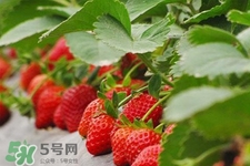現摘的草莓有農藥嗎？怎么辨別草莓打過農藥？