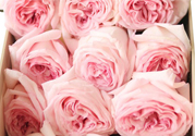 roseonly鮮花怎么保養？roseonly永生花怎么保養？