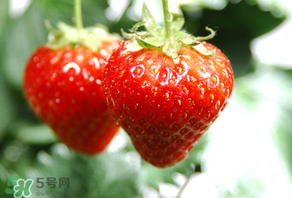 小孩咳嗽可以吃草莓嗎？小孩發(fā)燒可以吃草莓好？