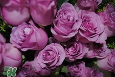 鮮花怎么養(yǎng)？鮮花怎么養(yǎng)放的比較久？