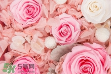 玫瑰花怎么養(yǎng)？玫瑰花怎么養(yǎng)久一點？