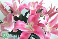 百合花怎么養？百合花在家怎么養？
