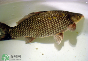 春天釣鯽魚用什么餌料？春天釣鯽魚餌料配方