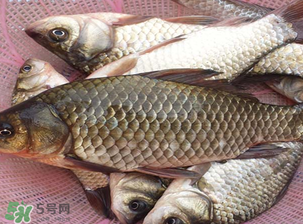 春天釣鯽魚用什么餌料？春天釣鯽魚餌料配方