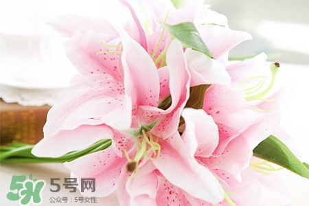 百合花怎么養(yǎng)水里？水養(yǎng)百合花怎么開久些？