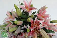 百合花怎么養(yǎng)水里？水養(yǎng)百合花怎么開久些？