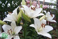 百合花葉子發(fā)黃怎么回事？百合花葉子發(fā)黃怎么辦？