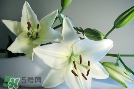百合花葉子發(fā)黃怎么回事？百合花葉子發(fā)黃怎么辦？