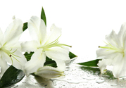百合花怎么養(yǎng)水里？水養(yǎng)百合花怎么開久些？