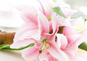 養(yǎng)百合花用什么水？養(yǎng)百合花水里放什么？