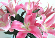 百合花多久澆一次水？百合花多長時(shí)間澆水？