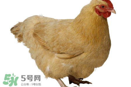 如何區分感冒和禽流感？禽流感和感冒的區別