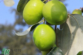青棗與牛奶棗是轉基因水果嗎？青棗和牛奶棗的區別