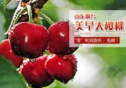 美早和黑珍珠哪個好吃？美早和黑珍珠的區別