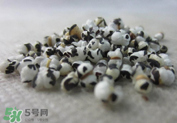 穿山甲下奶怎么吃？穿山甲下奶效果好嗎？