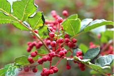 花椒水能治痔瘡嗎？花椒水治痔瘡有效果嗎？