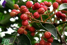 花椒水能治痔瘡嗎？花椒水治痔瘡有效果嗎？