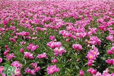 春天開的花有哪些？春天都開什么花？