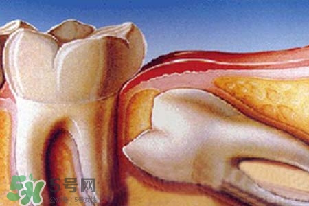 智齒會一直長嗎？智齒會停止生長嗎？
