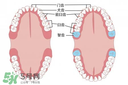 智齒能用舌頭舔嗎？喜歡舔智齒怎么辦？