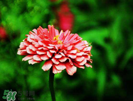 3月份開什么花？3月份開的花有哪些？