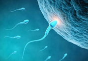 如何提高精子質量與成活率？精子質量怎么調理？