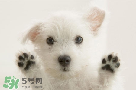 禽流感可以養(yǎng)狗嗎？禽流感期間能養(yǎng)狗嗎？