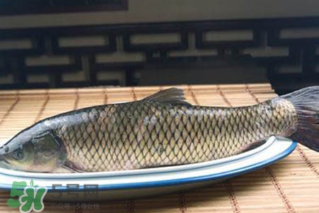 草魚能生吃嗎？草魚可以直接生吃嗎？