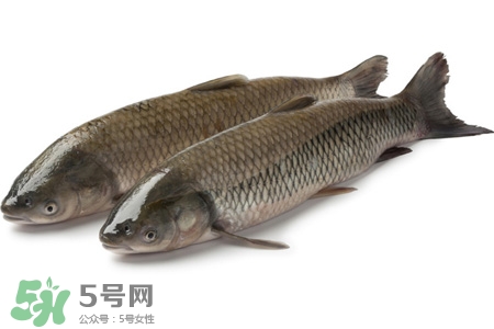 孕婦可以吃草魚嗎？懷孕了能吃草魚嗎？