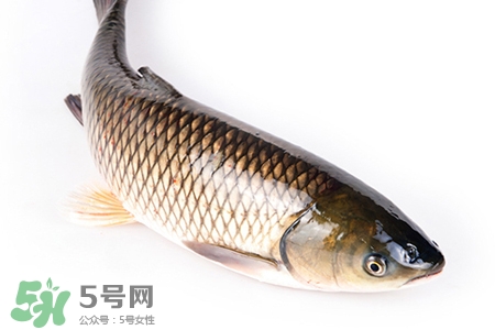孕婦可以吃草魚嗎？懷孕了能吃草魚嗎？