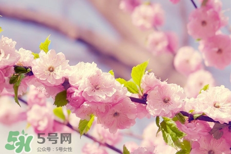 3月份有櫻花嗎？三月份櫻花都開了嗎？
