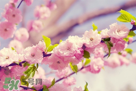 櫻花一般什么時候開？櫻花一般幾月份開？