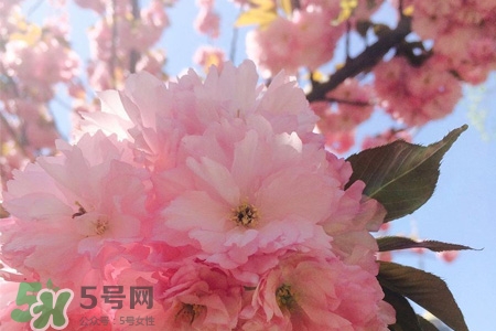 櫻花一般開多久？櫻花一般持續多久？