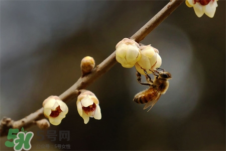 驚蟄吃什么食物好？驚蟄吃什么傳統(tǒng)食物？