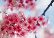 3月份有櫻花嗎？三月份櫻花都開了嗎？