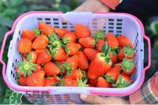 什么天氣摘草莓比較好？天氣多少度摘草莓最好？
