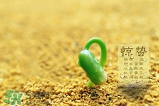 驚蟄喝什么茶好？驚蟄養生喝什么茶？