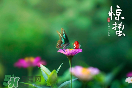 驚蟄喝什么茶好？驚蟄養生喝什么茶？