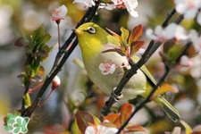 禽流感期間能接觸鳥糞嗎？碰到鳥糞會(huì)得禽流感嗎？